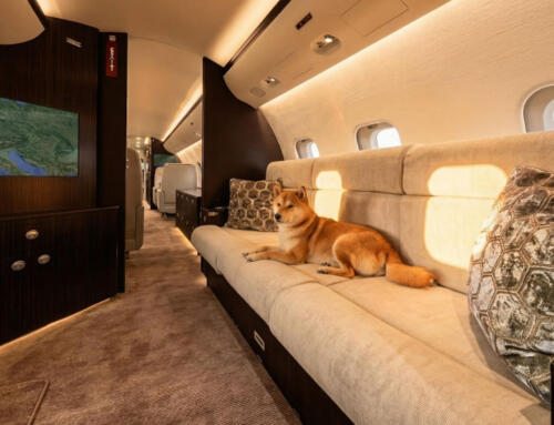 Privatjet mit Haustieren – Mit Hund & Katze fliegen